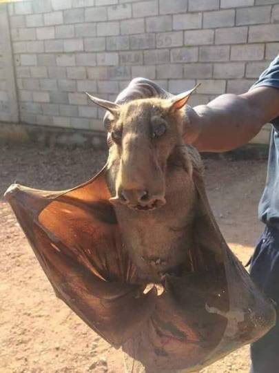 Hammer-headed bat, source unknown